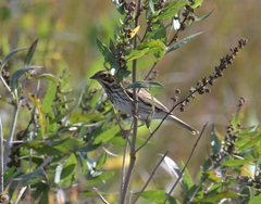 Passerculus sandwichensis savanna