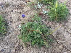 Gilia capitata chamissonis