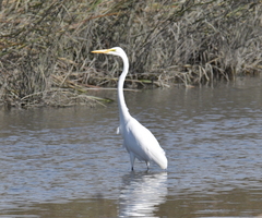 Ardea alba