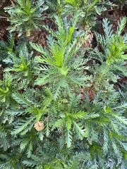 Euryops chrysanthemoides