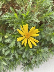 Euryops chrysanthemoides