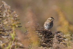 Passerculus sandwichensis savanna