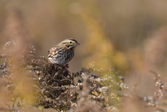 Passerculus sandwichensis savanna