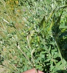 Eriogonum parvifolium