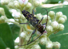 Megacyllene acuta