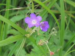 Geranium collinum
