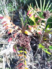 Rhus copallina image