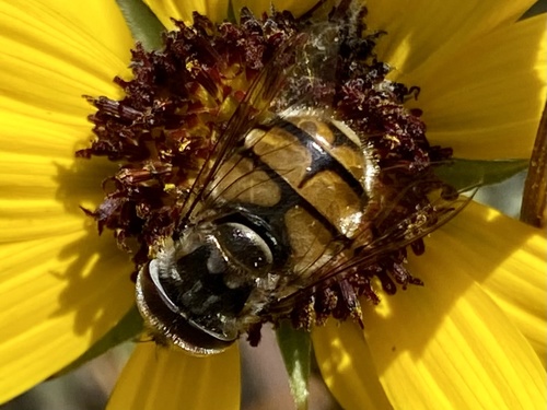 Yellow-spotted Bromeliad Fly photo 5