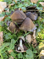 Coprinopsis depressiceps