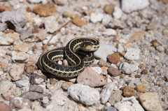 Thamnophis eques