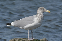 Larus argentatus