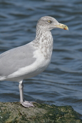 Larus argentatus