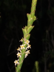 Struthiola striata