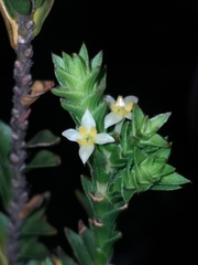 Struthiola striata