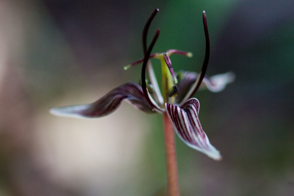 Scoliopus