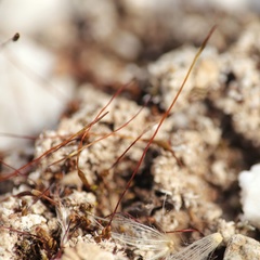 Aloina rigida