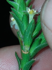 Struthiola striata