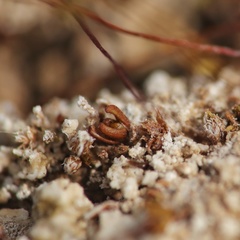 Aloina rigida