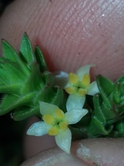 Struthiola striata