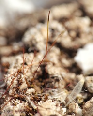 Aloina rigida