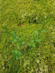 Kalmia polifolia