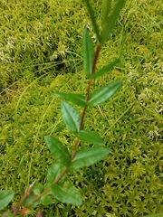 Kalmia polifolia