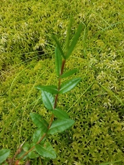 Kalmia polifolia