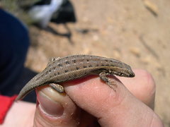 Psammodromus hispanicus