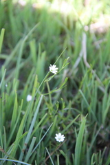 Stellaria persica