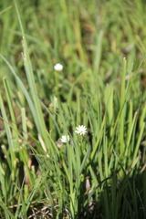 Stellaria persica