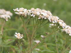 Achillea salicifolia