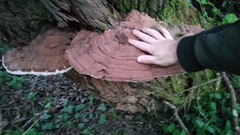 Ganoderma applanatum