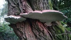 Ganoderma applanatum