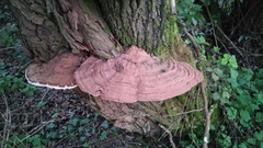 Ganoderma applanatum