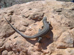 Psammodromus hispanicus