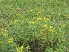 Jacobaea grandidentata