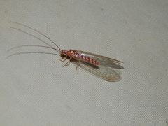 Dysochrysa furcata