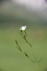 Stellaria persica