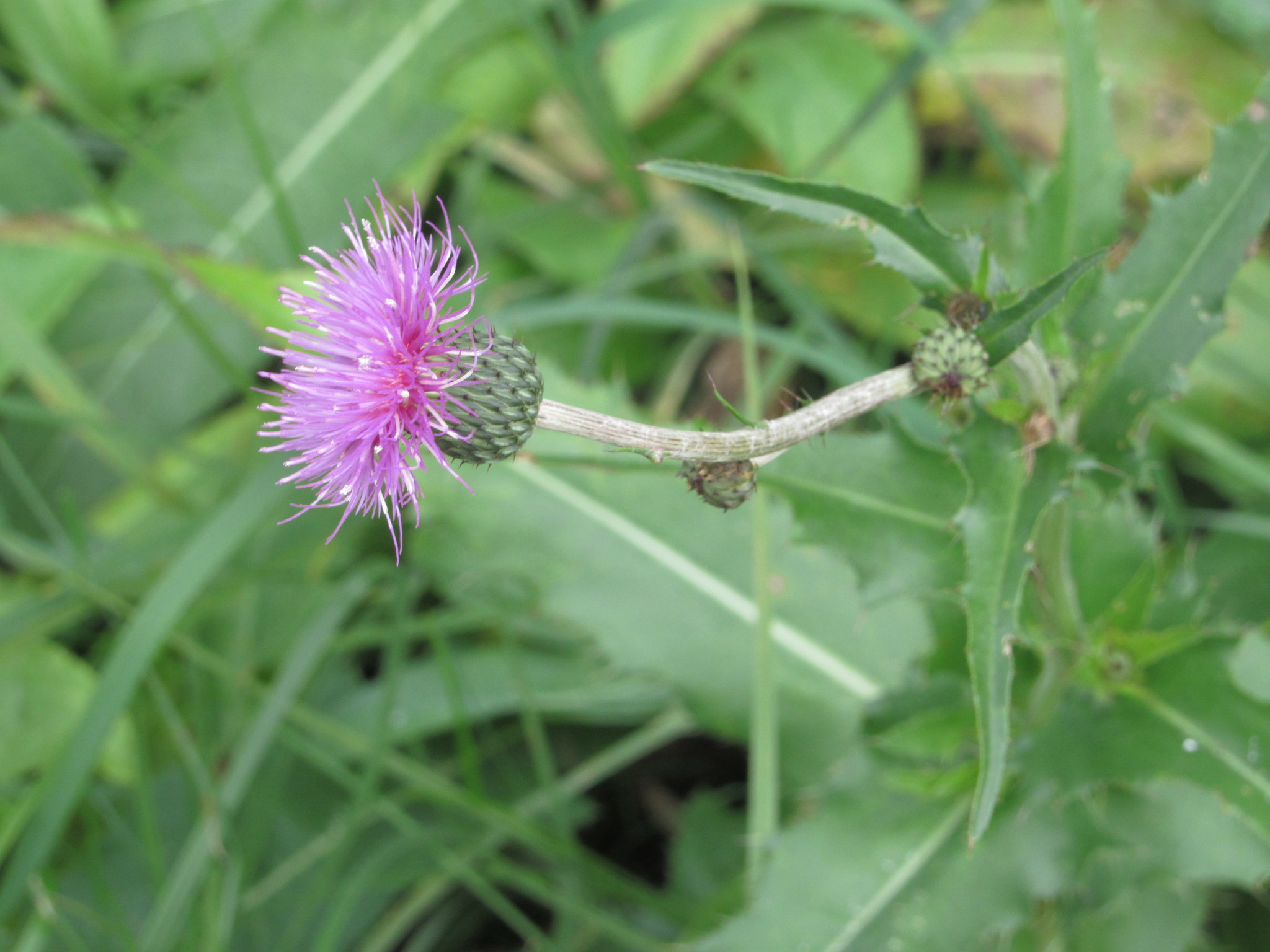 Cirsium canum