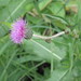 Queen Anne's Thistle - Photo (c) Denis Davydov, some rights reserved (CC BY-NC), uploaded by Denis Davydov