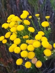 Chrysocoma coma-aurea