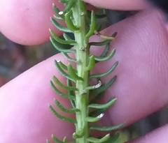 Chrysocoma coma-aurea