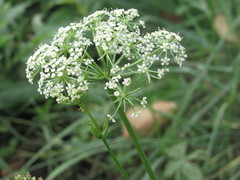 Ostericum palustre