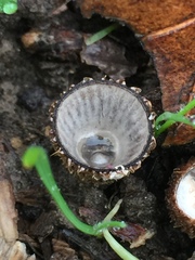 Cyathus helenae