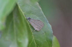 Hemiolaus caeculus