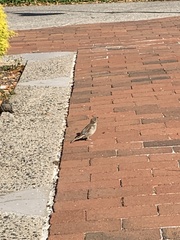 Passer domesticus