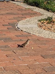 Passer domesticus