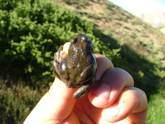 Pleurodema bufoninum