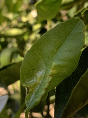 Phyllocnistis citrella
