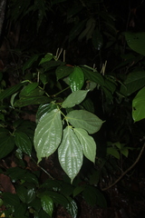 Piper cornifolium